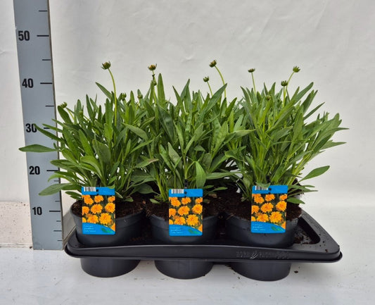 Coreopsis Early Sunrise 35cm 17cm Pot