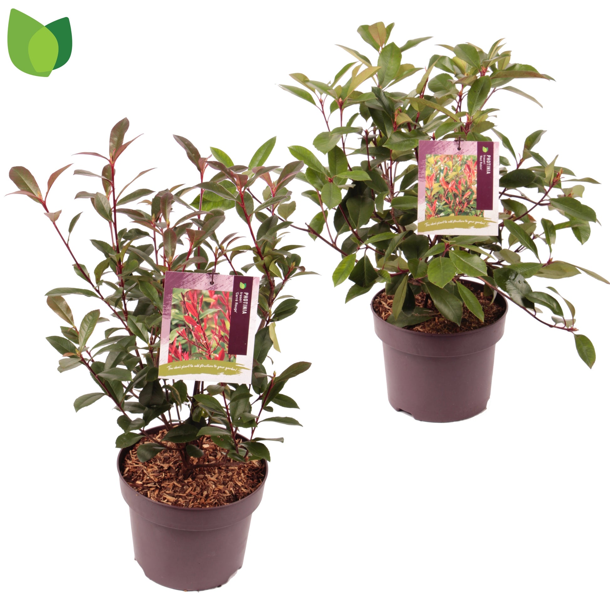 Photinia fraseri mix 50cm 23cm Pot