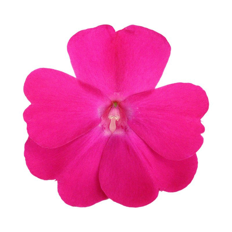 Impatiens Sunpatiens Hot Pink 35cm 17cm Pot