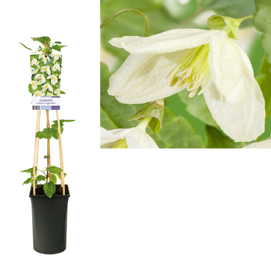 Clematis cirrhosa 75cm 17cm Pot
