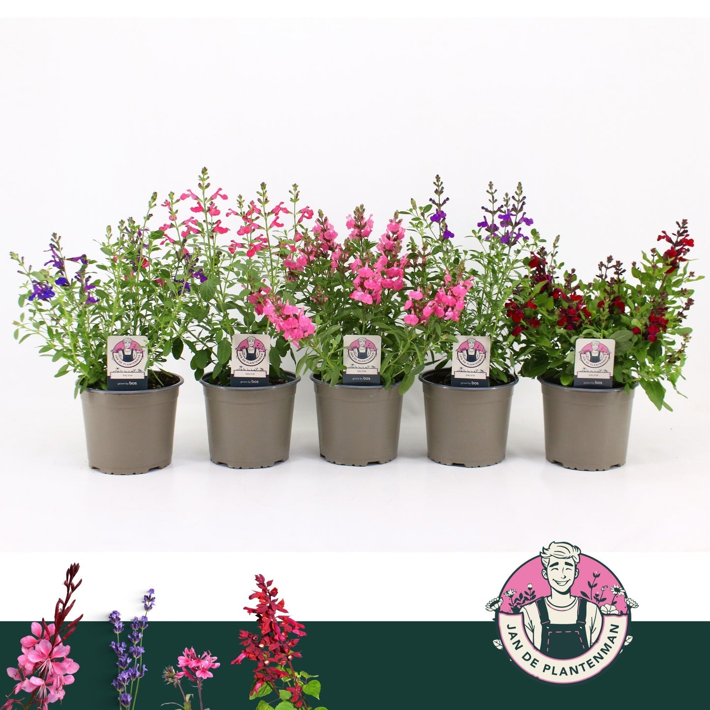 Salvia gre. Mirage mix 35cm 17cm Pot
