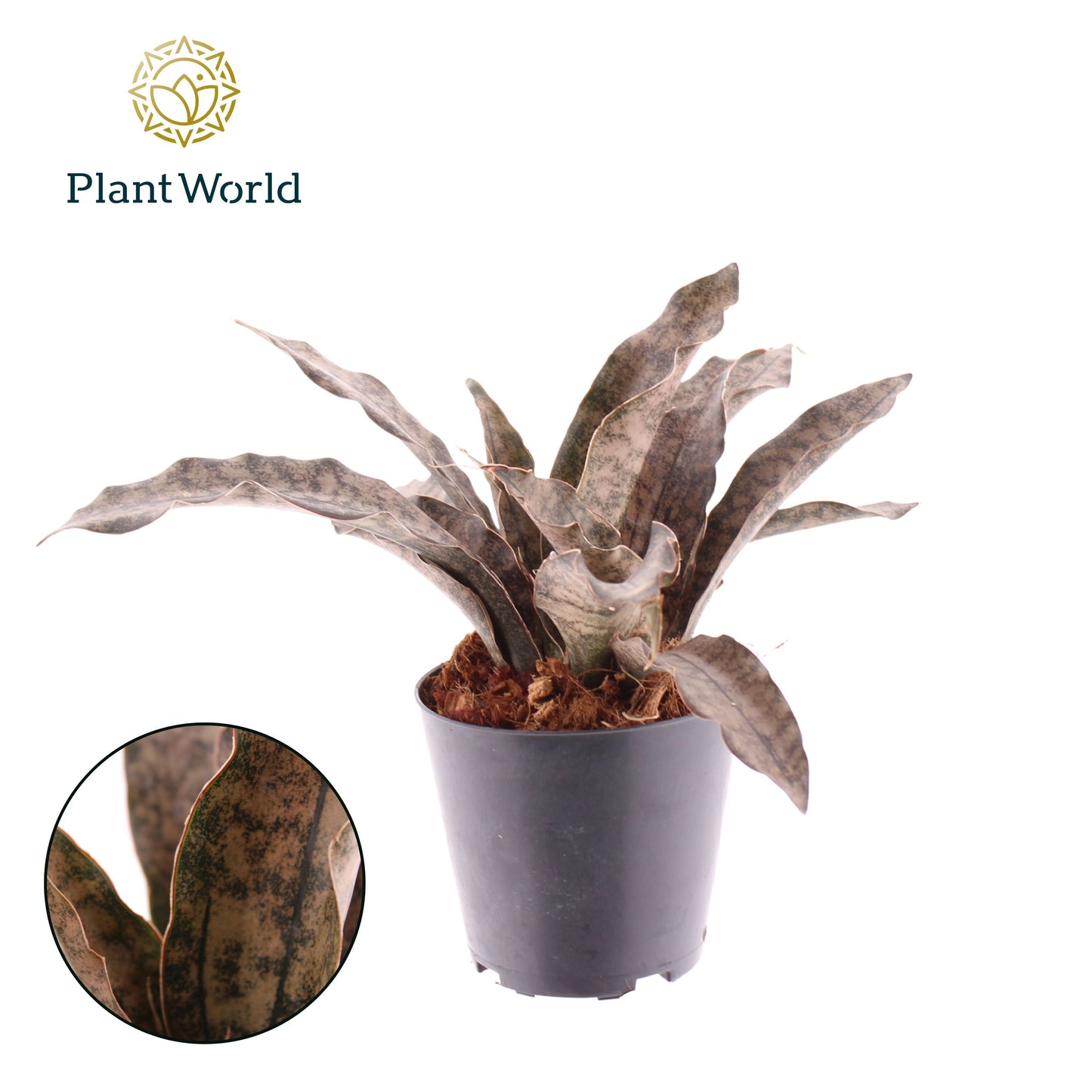 Sansevieria 30cm 12cm Pot