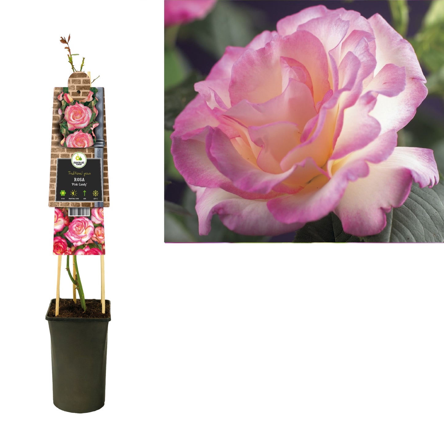 Rosa Kordana Harmonie 75cm 17cm Pot