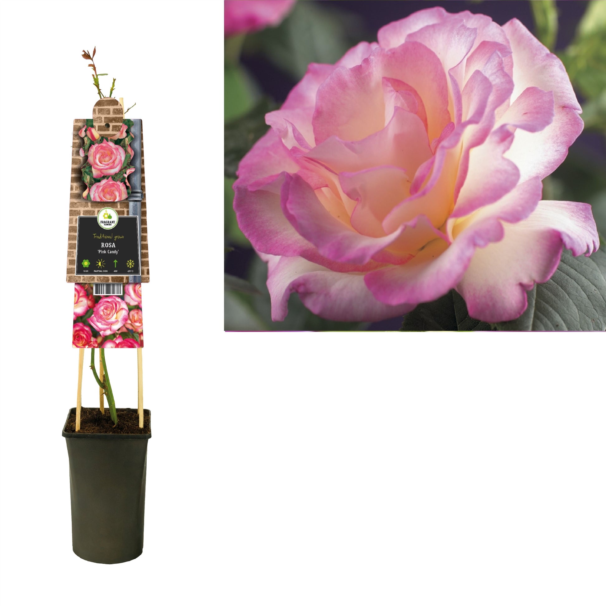 Rosa Kordana Harmonie 75cm 17cm Pot