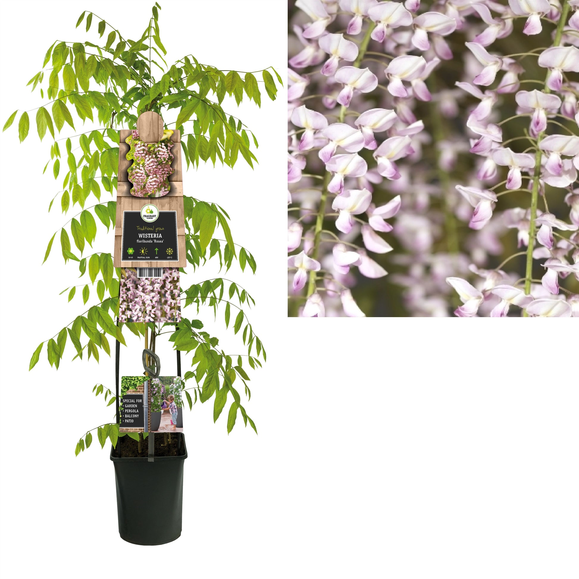 Wisteria flor. Honbeni 115cm 23cm Pot