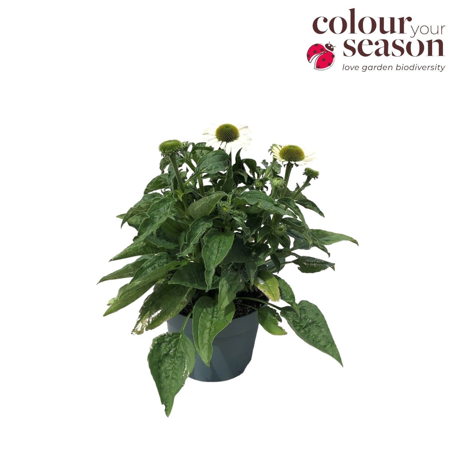 Echinacea Sombrero Blanco 40cm 19cm Pot