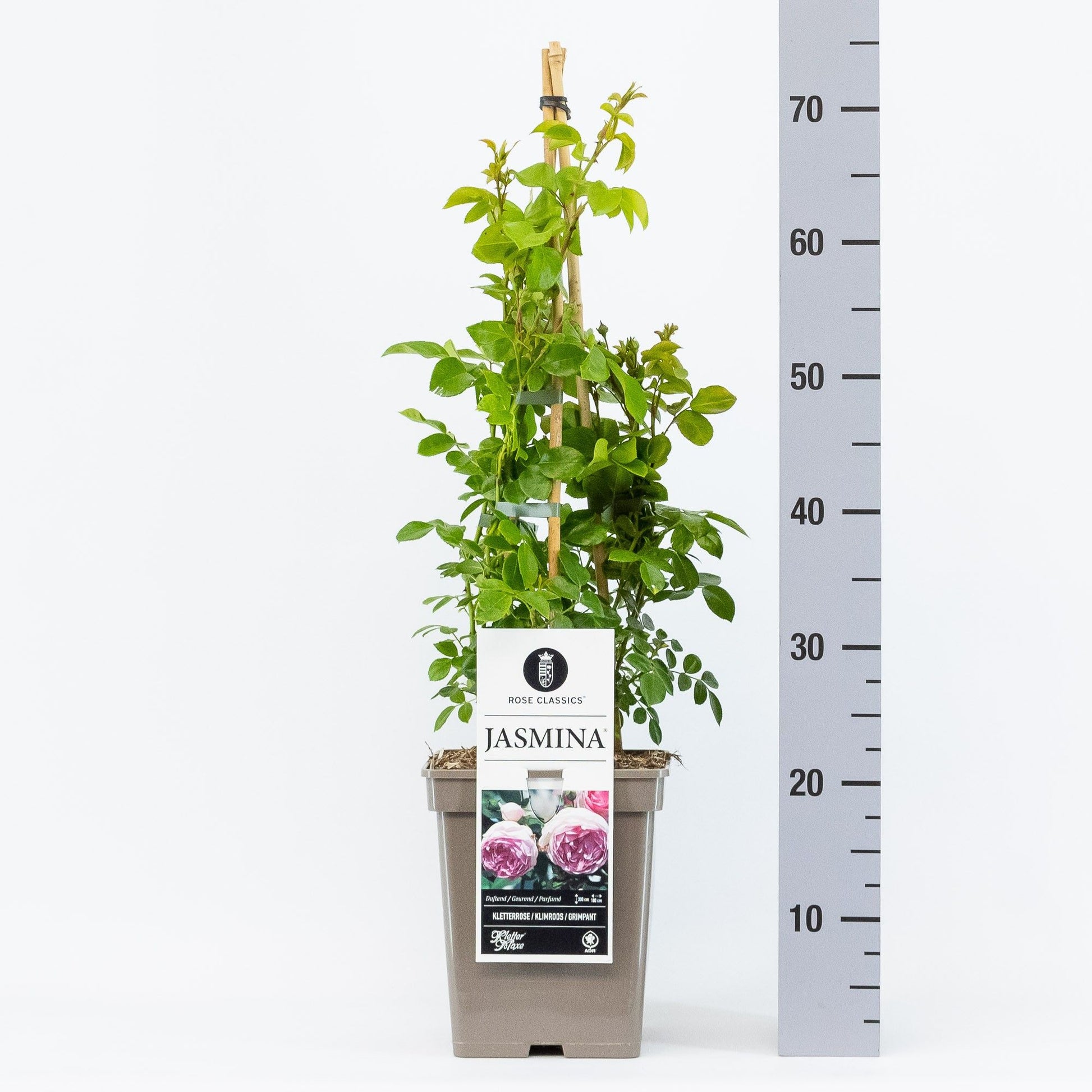 Rose Jasmina 40cm 23cm Pot