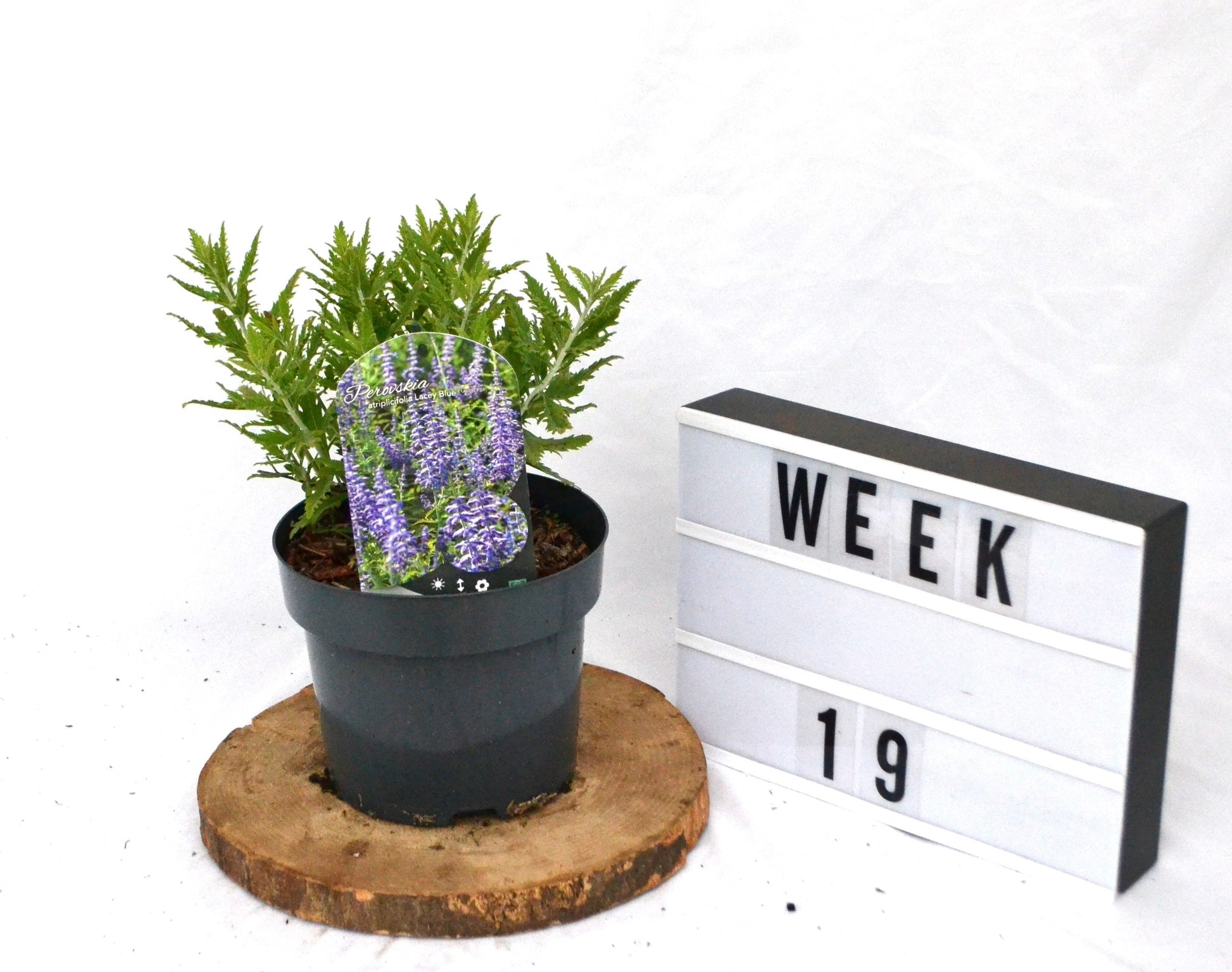 Perovskia Lacey Blue 30cm 19cm Pot