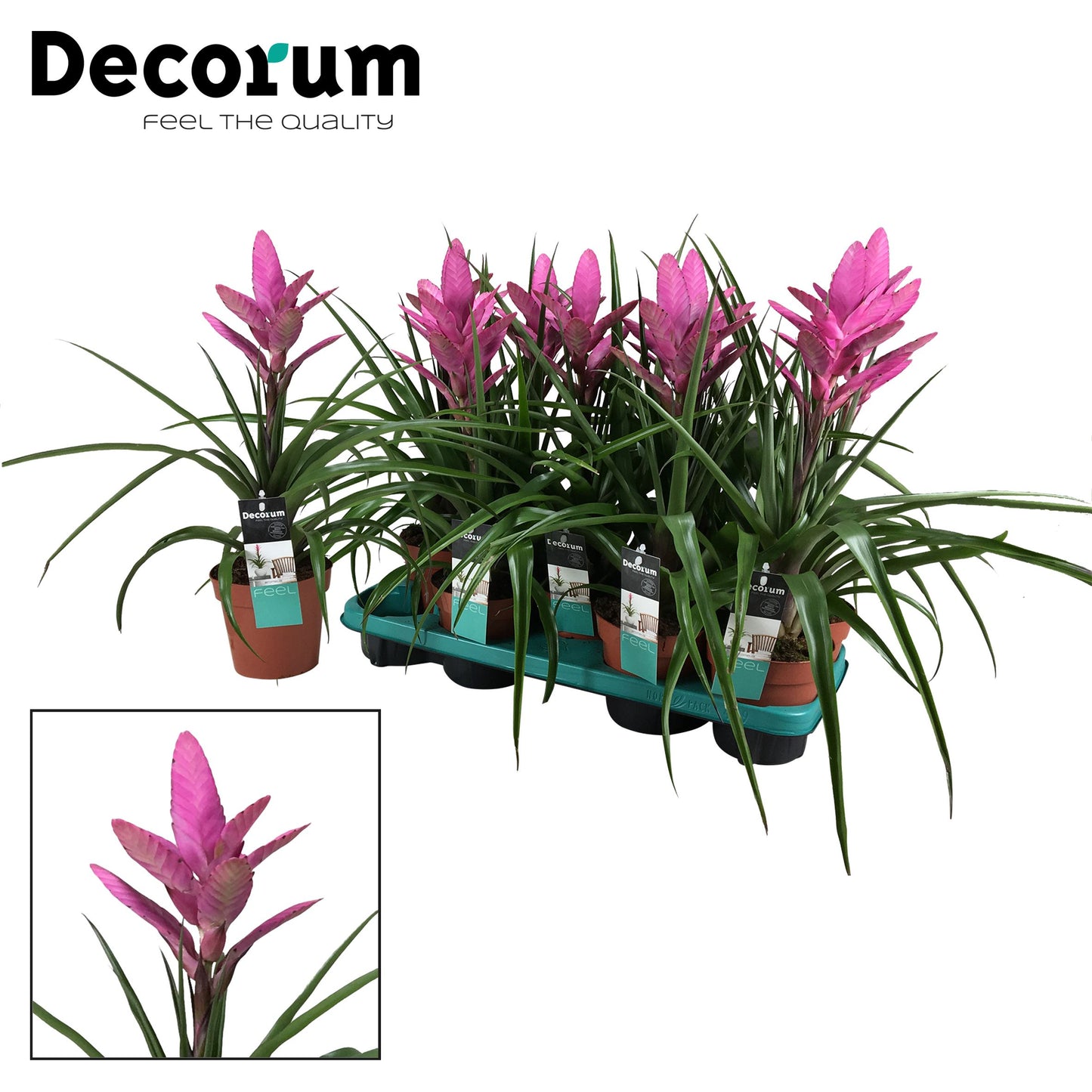 Tillandsia Amira 40cm 13cm Pot