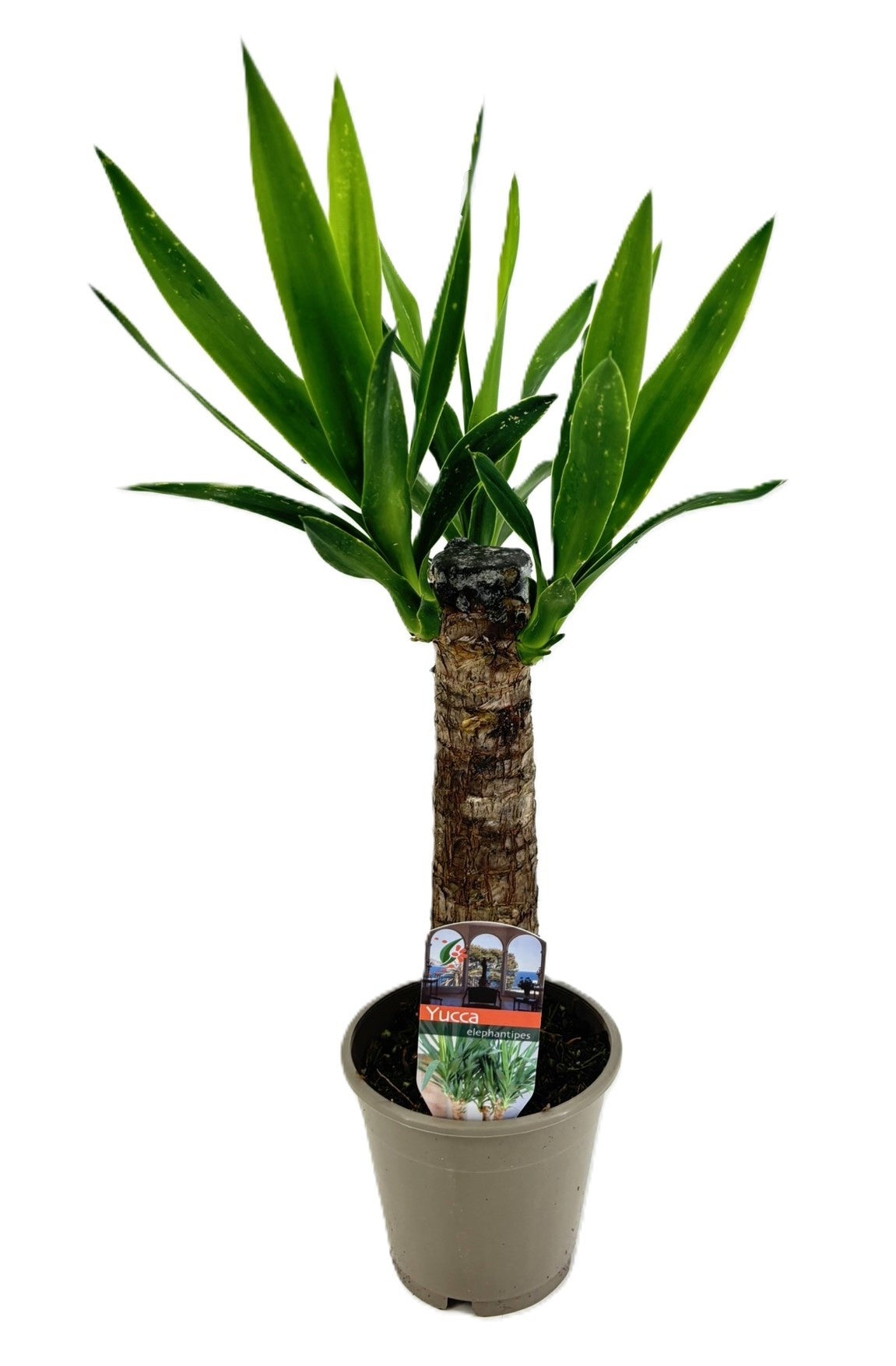 Yucca 20 45cm 12cm Pot