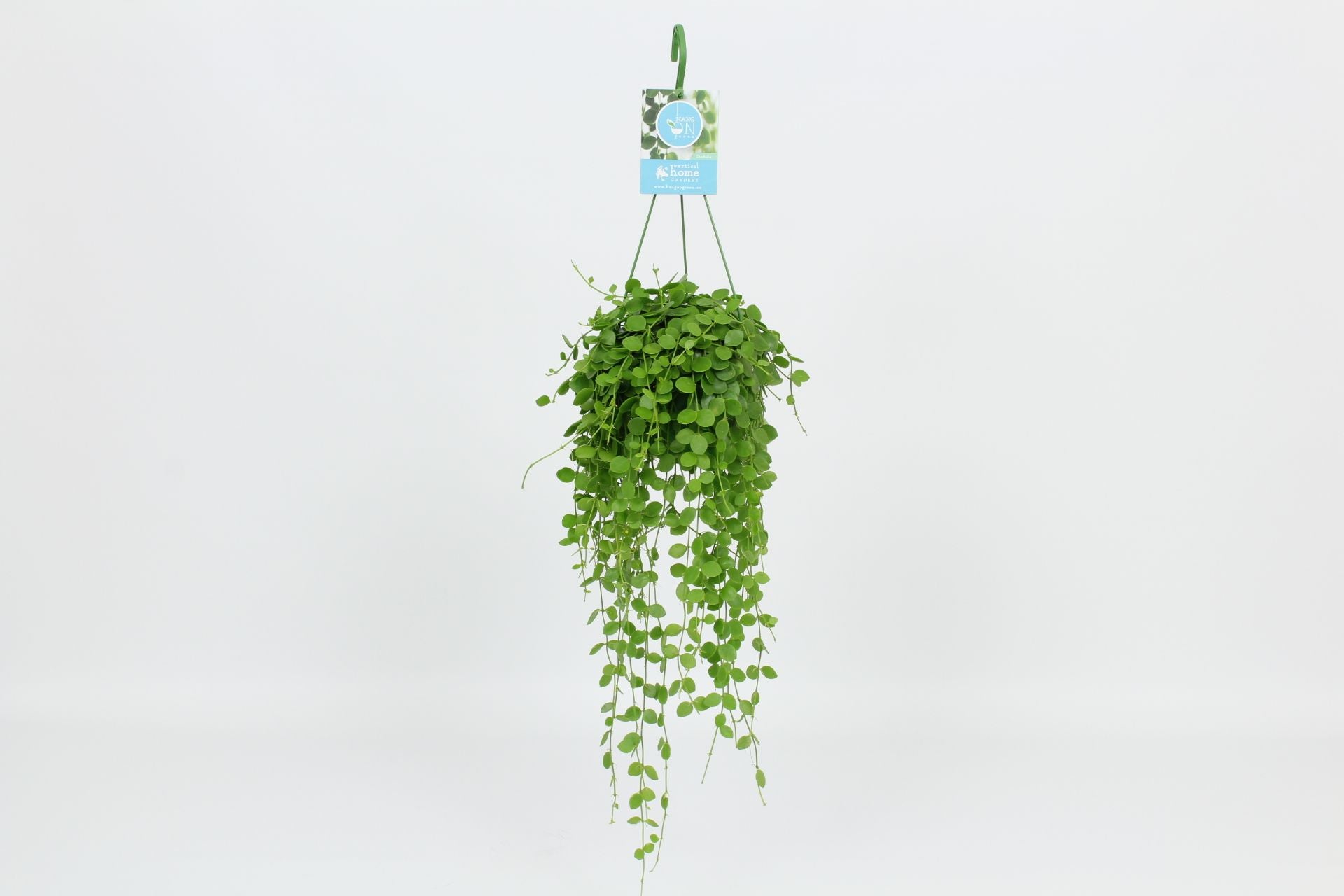 Dischidia nummularia 40cm 14cm Pot