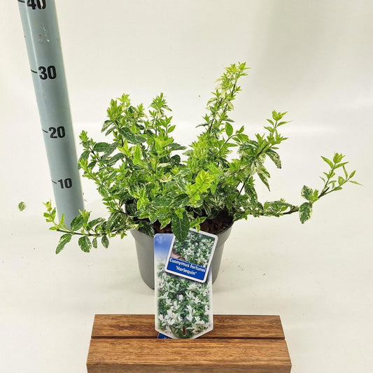 Euonymus for. Harlequin 20cm 17cm Pot