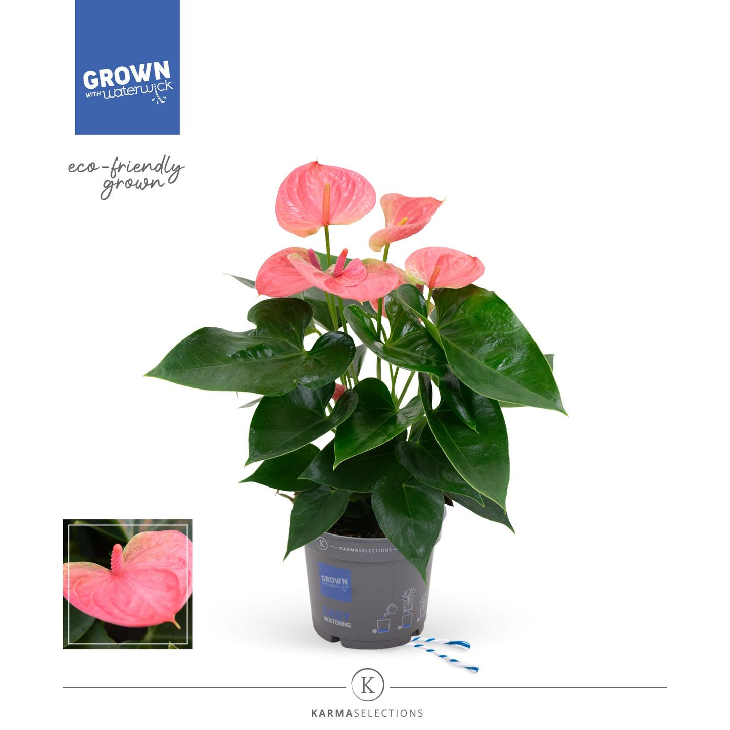 Anthurium Sweet Dream 45cm 12cm Pot