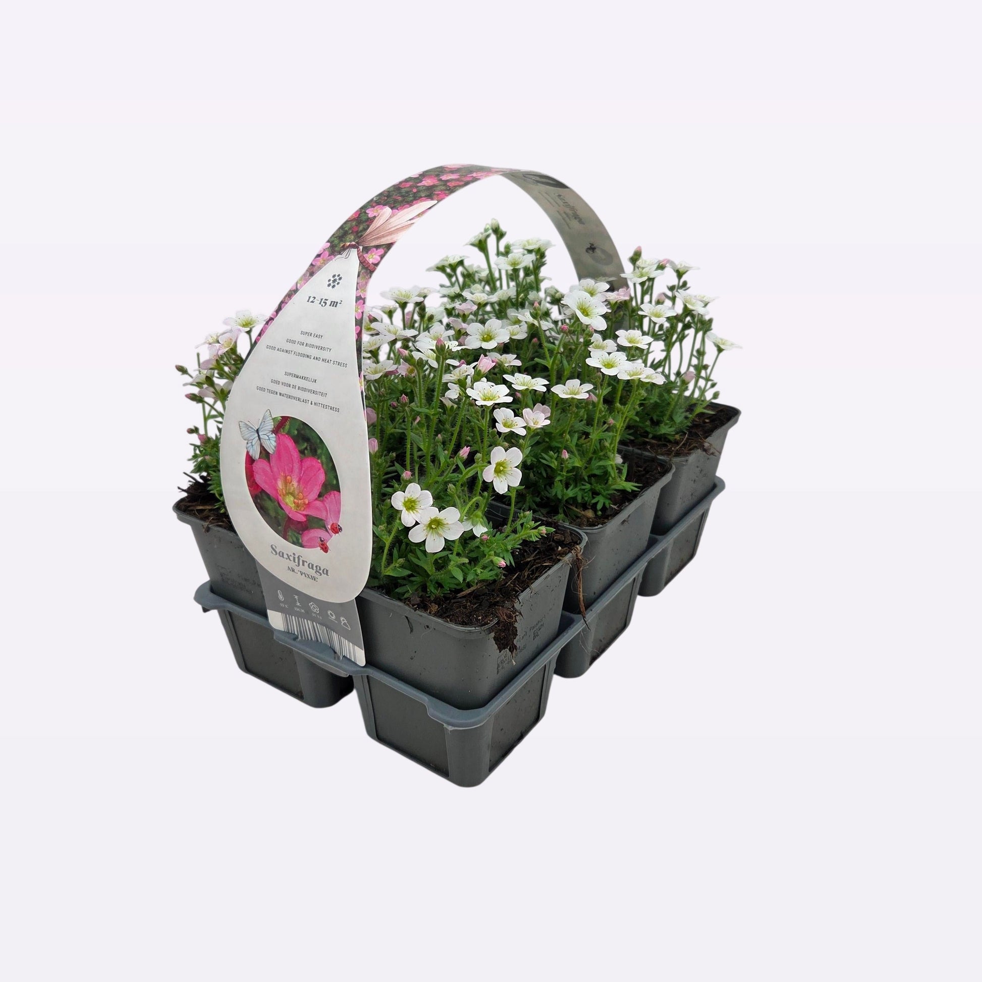 Saxifraga ar. Pixie 5cm 9cm Pot
