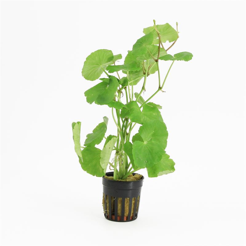 Hydrocotyle leucocephala 10cm 5cm Pot