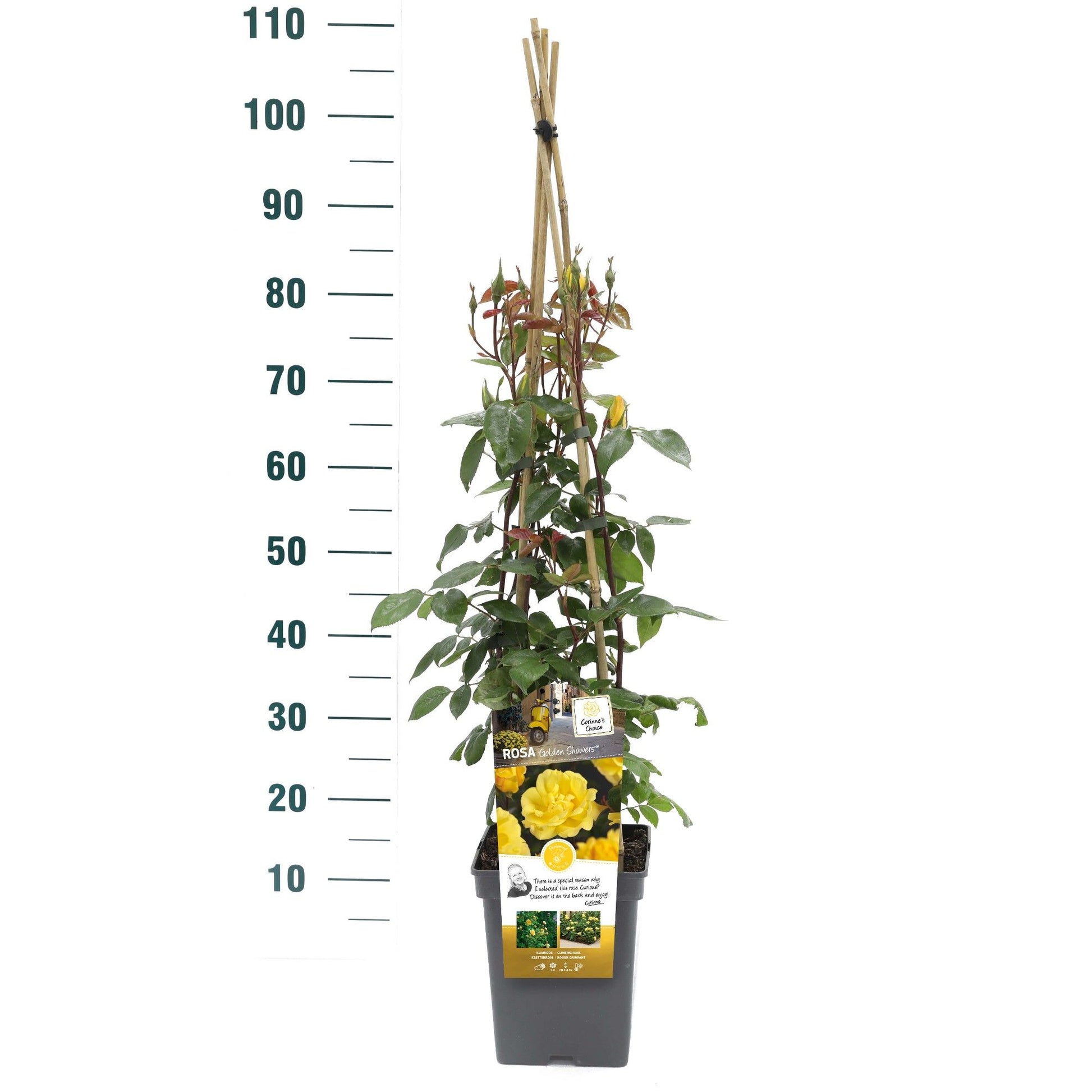 Rosa Golden Showers 70cm 23cm Pot