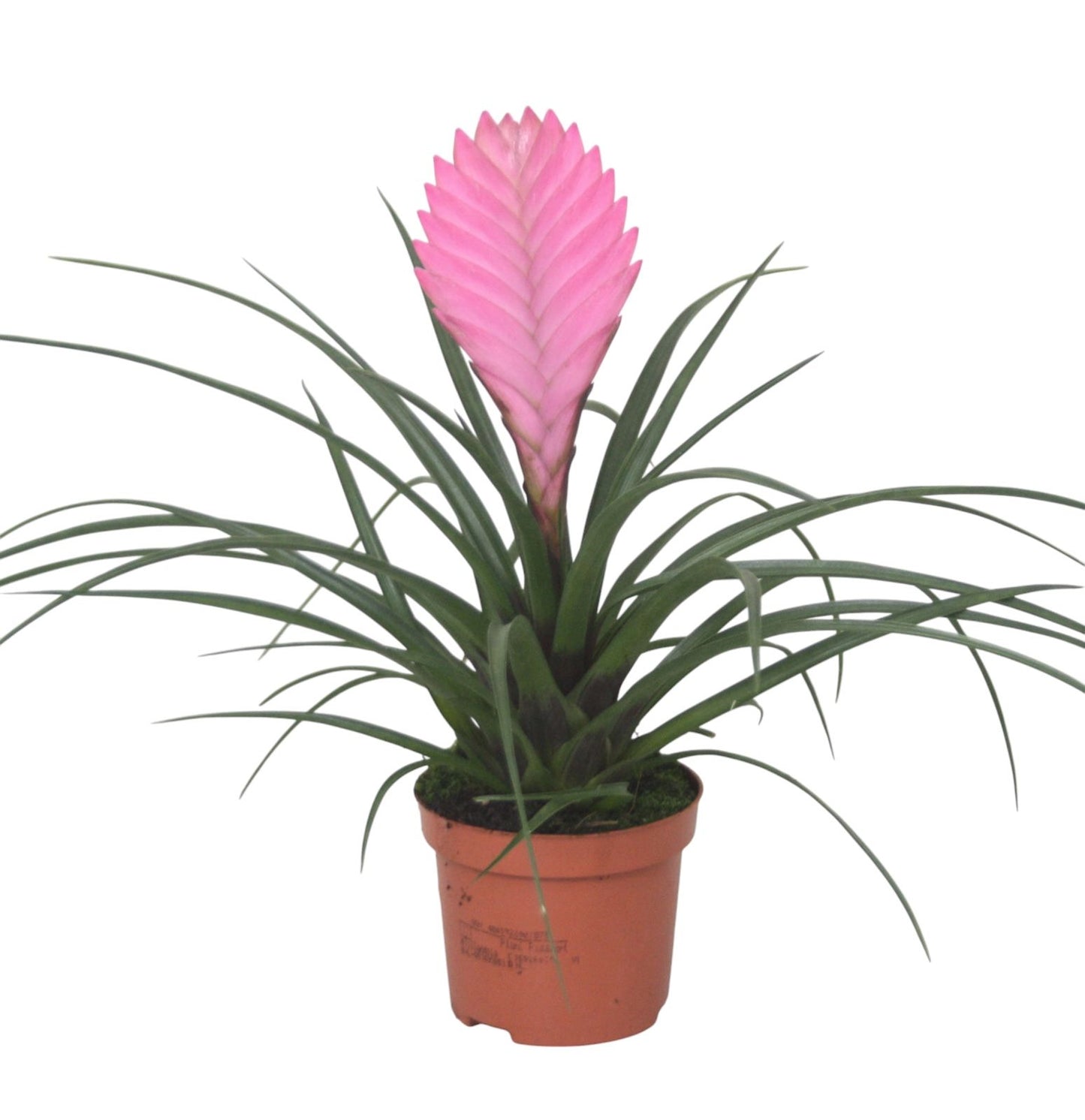 Tillandsia Anita 20cm 9cm Pot