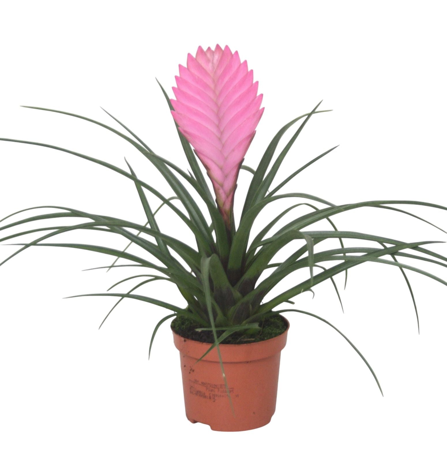 Tillandsia Anita 20cm 9cm Pot