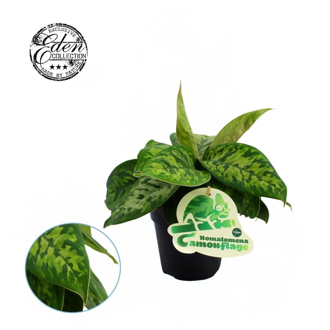 Homalomena wal. Camouflage 20cm 12cm Pot