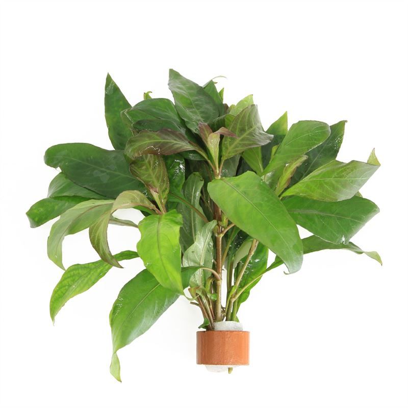 Nomaphila siamensis 5cm 2cm Pot