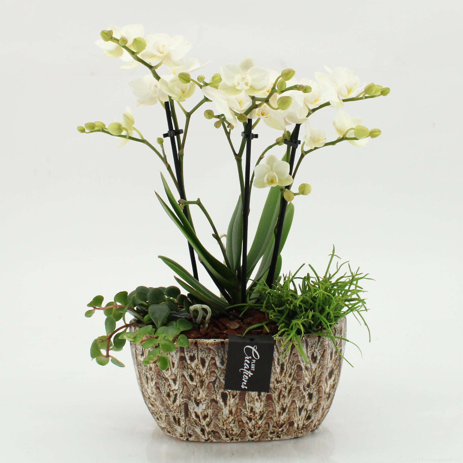 arr. Phalaenopsis PHAL-2604 45cm 20cm Pot