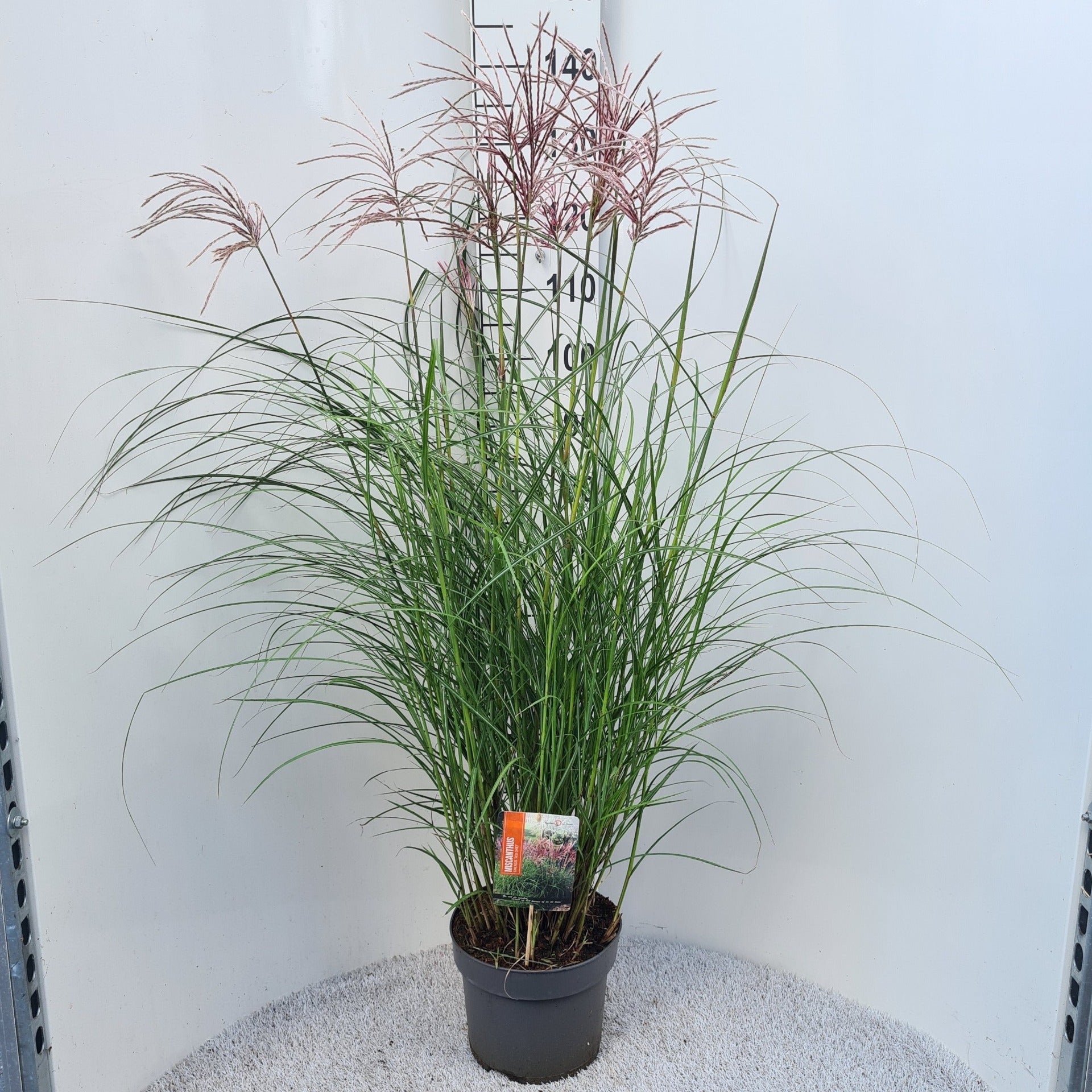 Miscanthus sinensis Red Chief 50cm 26cm Pot