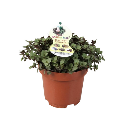 Callisia repens 17cm 12cm Pot