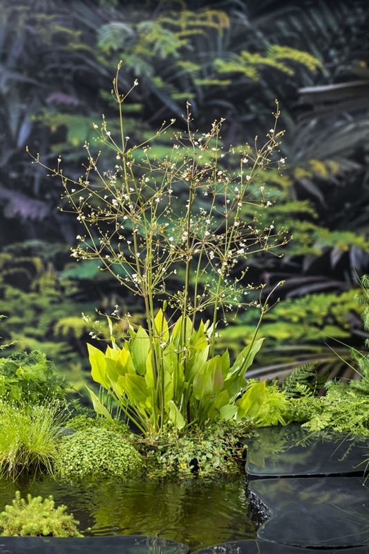 Alisma plantago-aquatica (18 x18) 20cm 18cm Pot