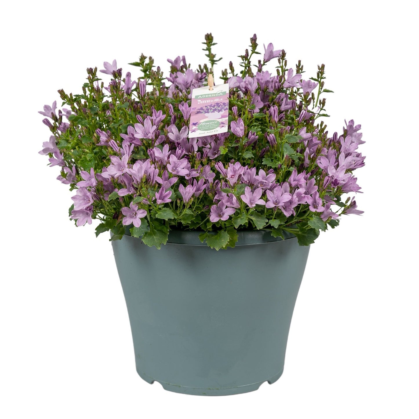 Campanula Ambella pink 30cm 23cm Pot