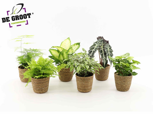 Foliage houseplants mix 30cm 12cm Pot