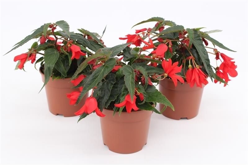 Begonia Waterfall Dreams Encanto Red 25cm 13cm Pot