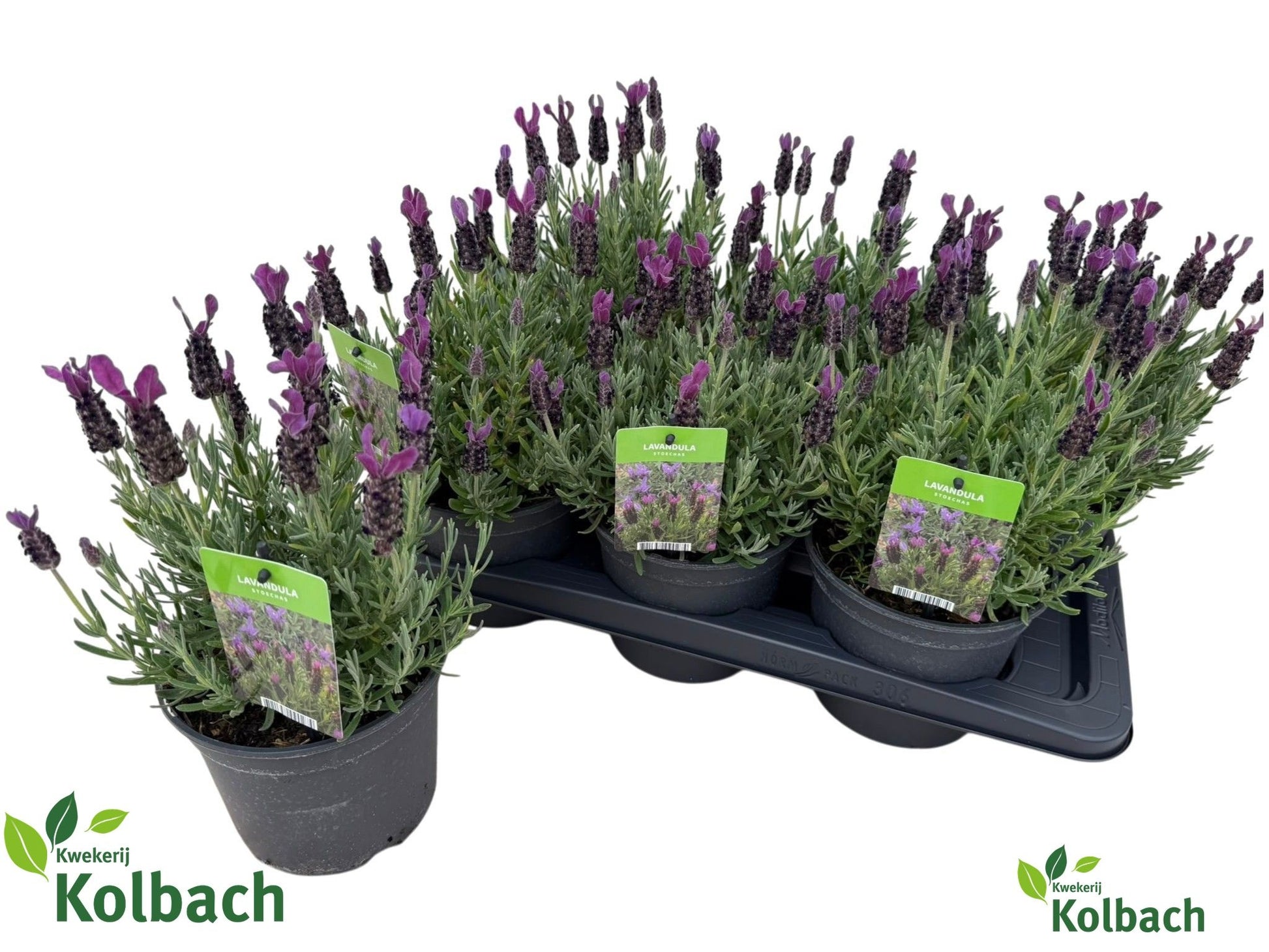 Lavandula st. Toscane 35cm 17cm Pot
