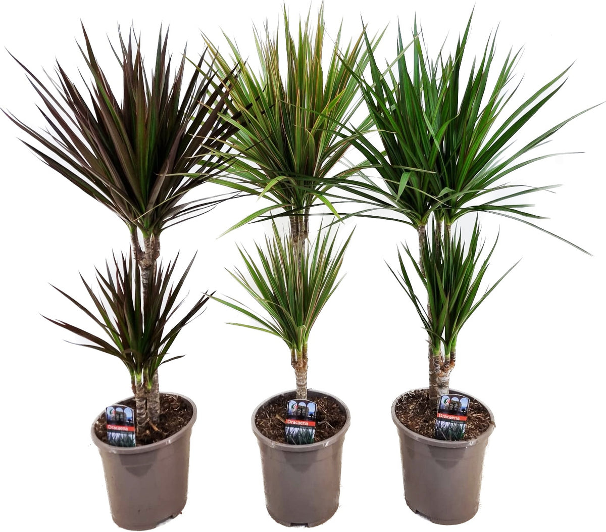 Dracaena marginata mix 30-10 70cm 17cm Pot