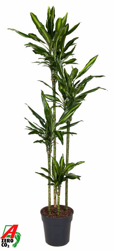 Dracaena fragrans Cintho 120-90-60-30 190cm 27cm Pot