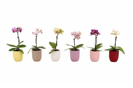Phalaenopsis hybrid 17cm 6cm Pot