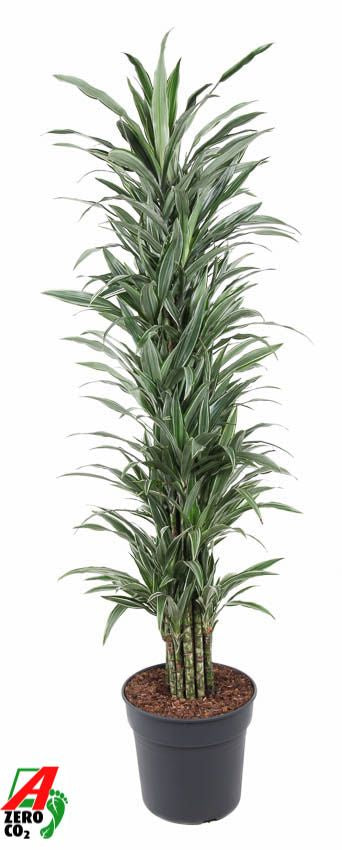 Dracaena fragrans Warneckei branched 170cm 34cm Pot