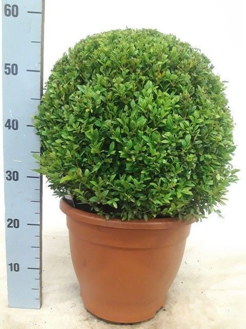 Buxus sempervirens ball 55cm 29cm Pot