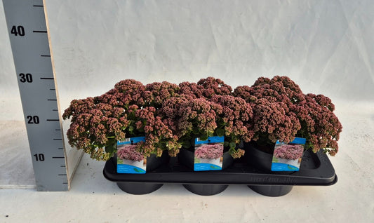 Sedum album mix 30cm 17cm Pot