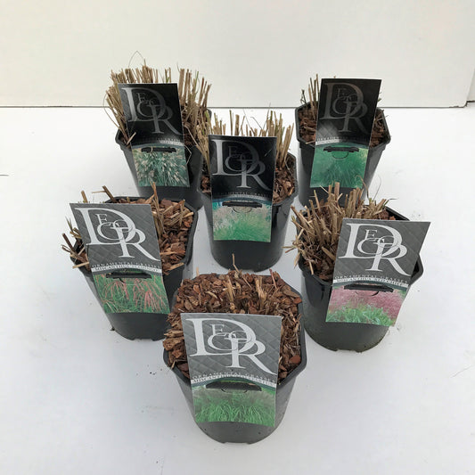 Grasses exclusive variety mix 40cm 17cm Pot