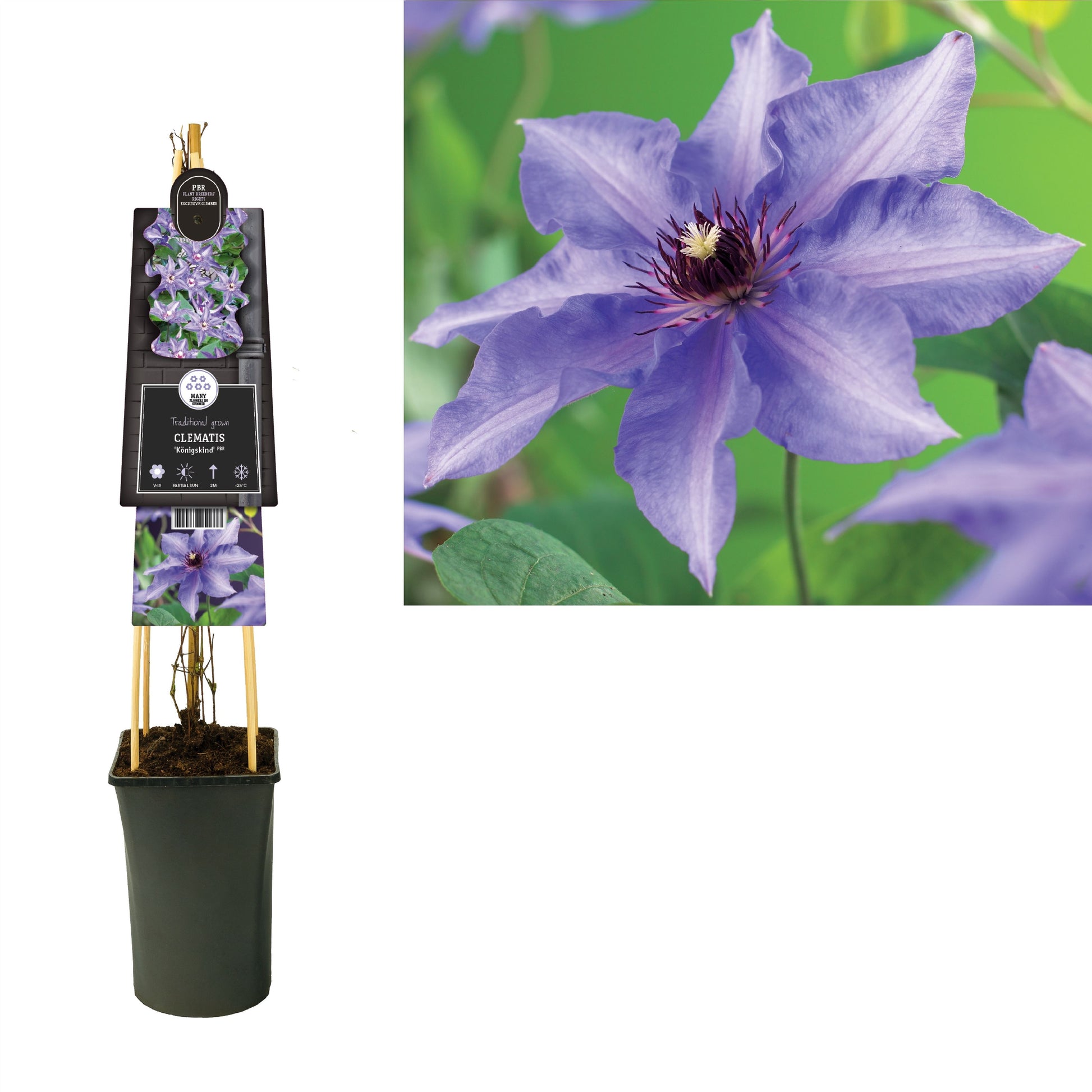 Clematis Koenigskind 75cm 17cm Pot