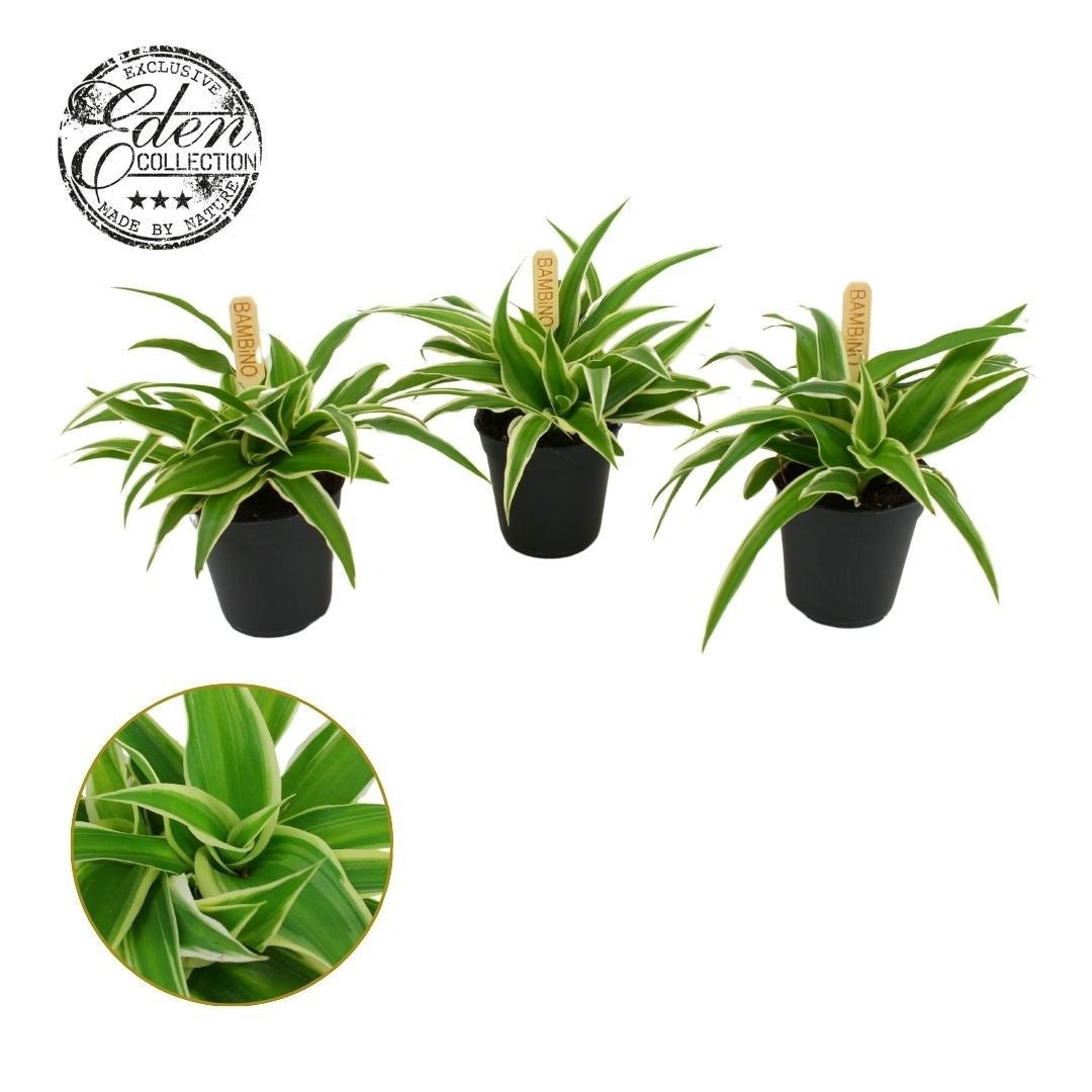 Chlorophytum Ocean 10cm 505cm Pot