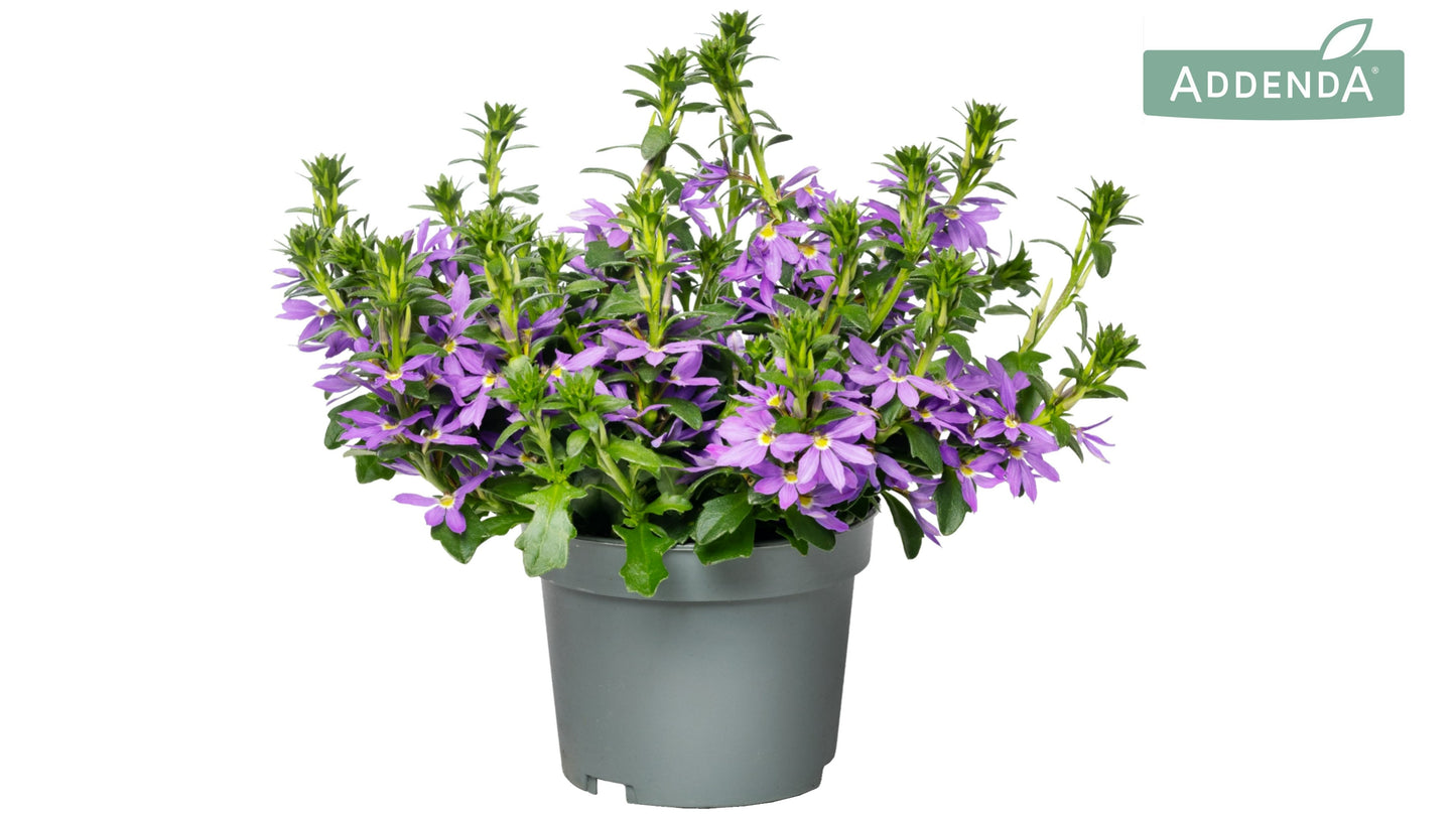 Scaevola Blue Touch 20cm 12cm Pot