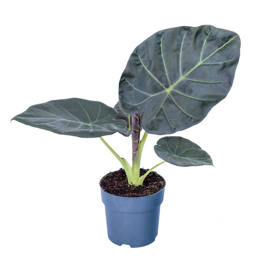 Alocasia Regal Shields 65cm 17cm Pot