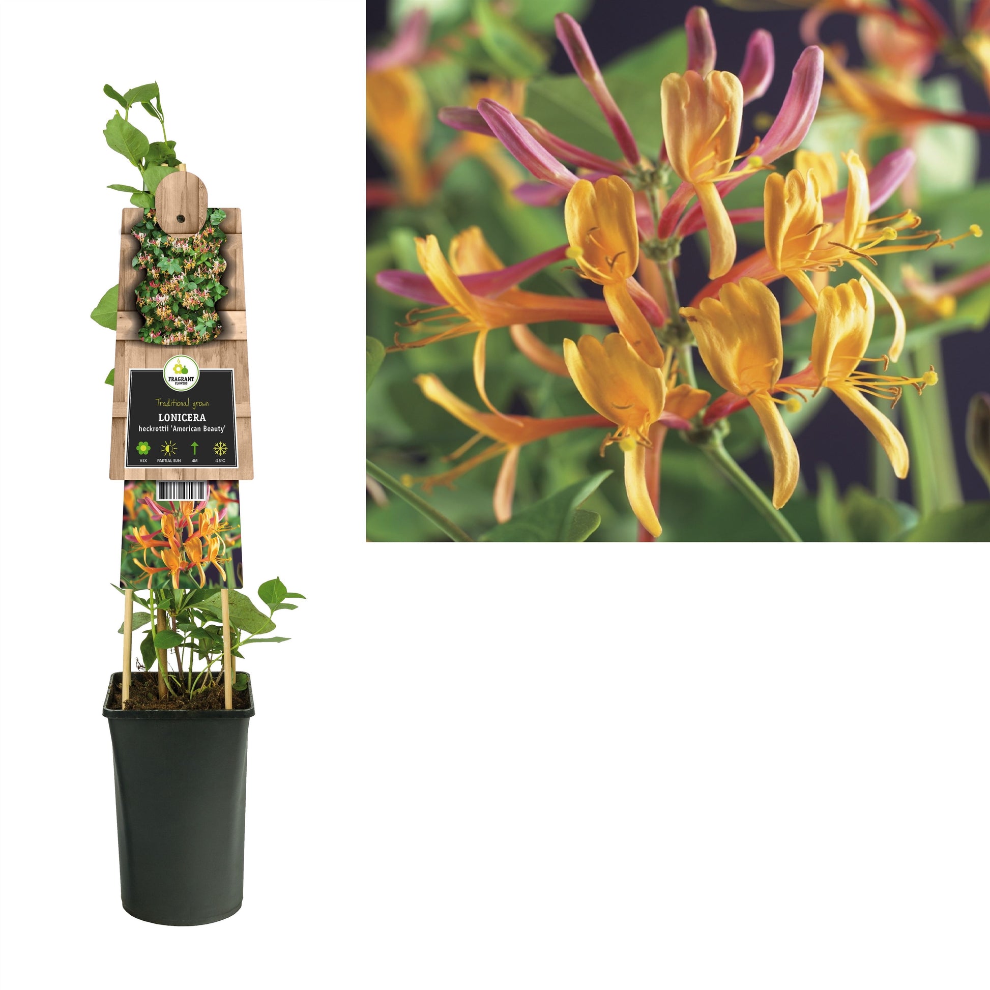 Lonicera American Beauty 75cm 17cm Pot