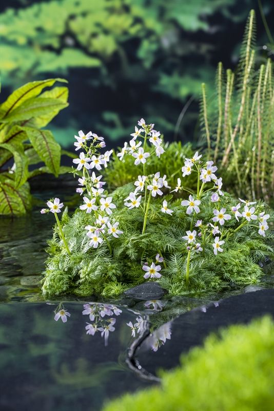Hottonia palustris (11x11) 20cm 11cm Pot