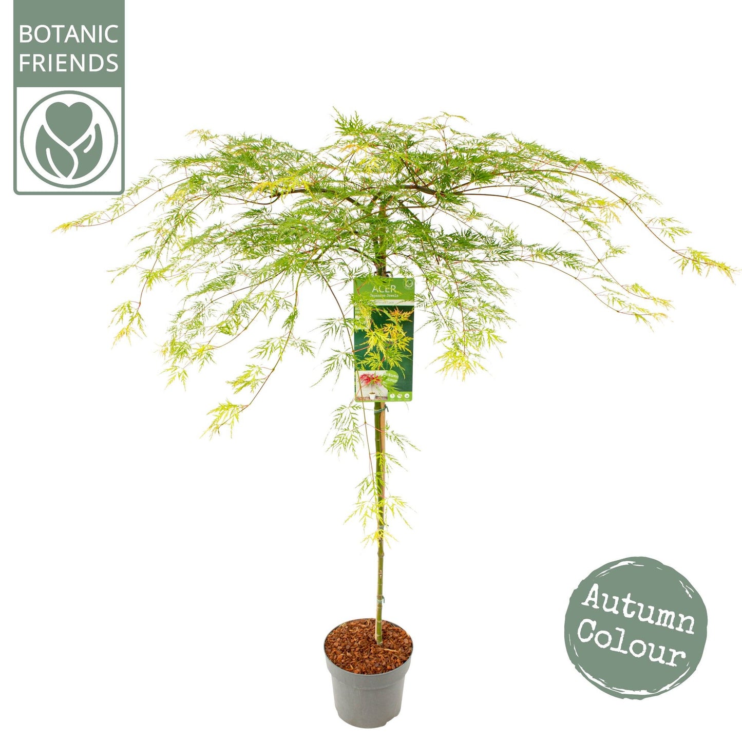 Acer Emerald Lace 130cm 24cm Pot