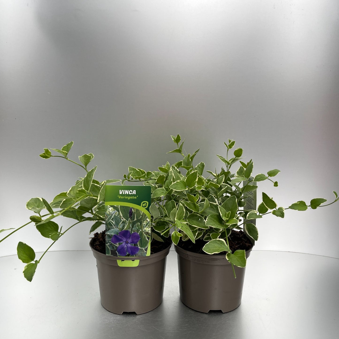 Vinca major Variegata 20cm 17cm Pot