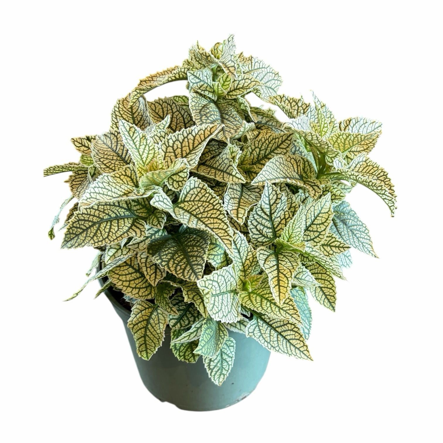 Heliopsis mix 55cm 19cm Pot