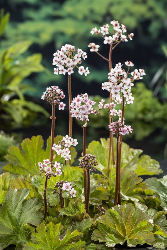 Damera peltata 20cm 9cm Pot
