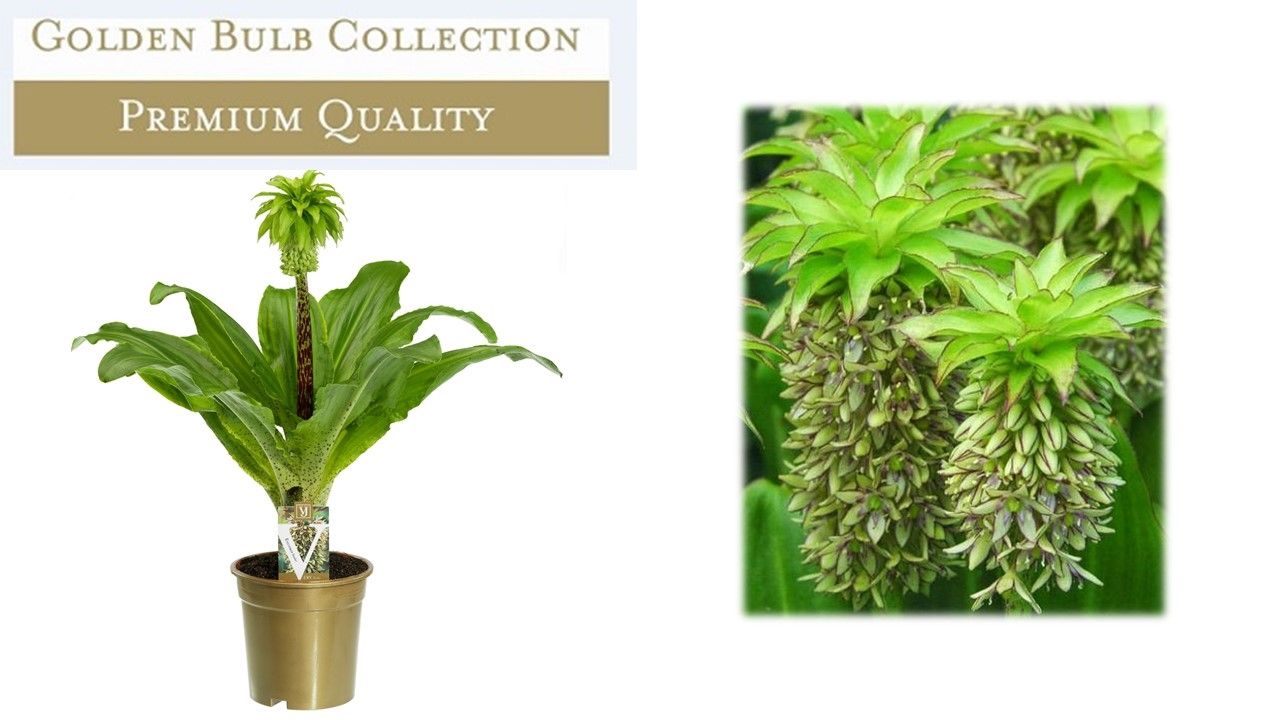 Eucomis bicolor 40cm 17cm Pot